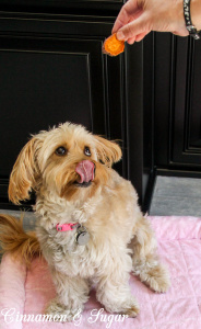 Toss Across Sweet Potato Chip dog treats are easy-peasy homemade treats your dog will love. They're so quick and simple, even novice bakers can make them.