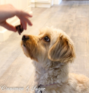 Whole grain Doggie Blueberry Biscuits are lightly sweetened with vanilla Greek yogurt & blueberries. A healthy way to spoil your favorite furry friend!