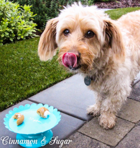 Caro's Apple Pupcakes are easy to whip up yet wholesome and delicious for your furry four-legged friend! Top with a dollop of yogurt for a special treat!