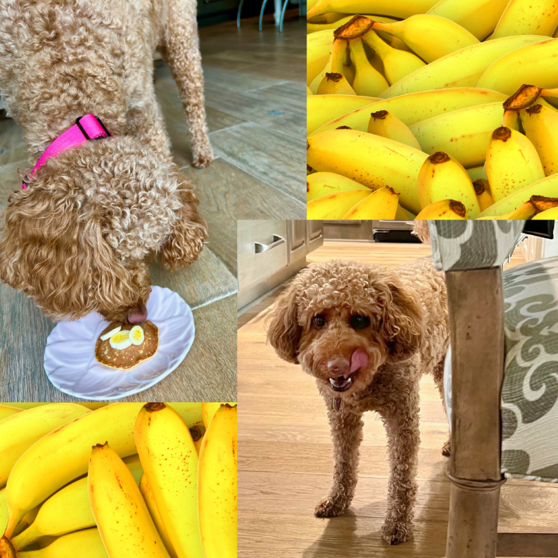 These banana pancakes take just a minute to mix the batter up with a fork, using banana, eggs, and flour. This simple, delicious breakfast is also safe to share a few nibbles with your furry friend! Recipe shared with permission granted by Krista Davis, author of THE WAGTAIL MURDER CLUB.